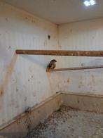 Vogels, Mannelijk, Tropenvogel