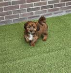 Hele leuke Maltipoo pups in verschillende kleurtjes, Dieren en Toebehoren, Poedel, Parvo, Nederland, 8 tot 15 weken