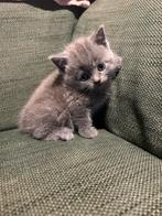 Britse Korthaar . Prettige 1 mannetje, Dieren en Toebehoren, Poes