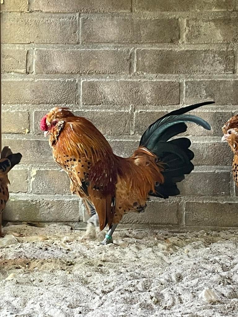 Watermaalse baardkriel, Dieren en Toebehoren, Pluimvee, Mannelijk, Kip