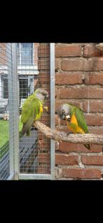 Koppel bonte boeren, Dieren en Toebehoren, Vogels | Parkieten en Papegaaien, Meerdere dieren, Papegaai, Geringd