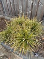 Carex morrowii siergrassen, Tuin en Terras, Ophalen, Vaste plant, Siergrassen, Bloeit niet