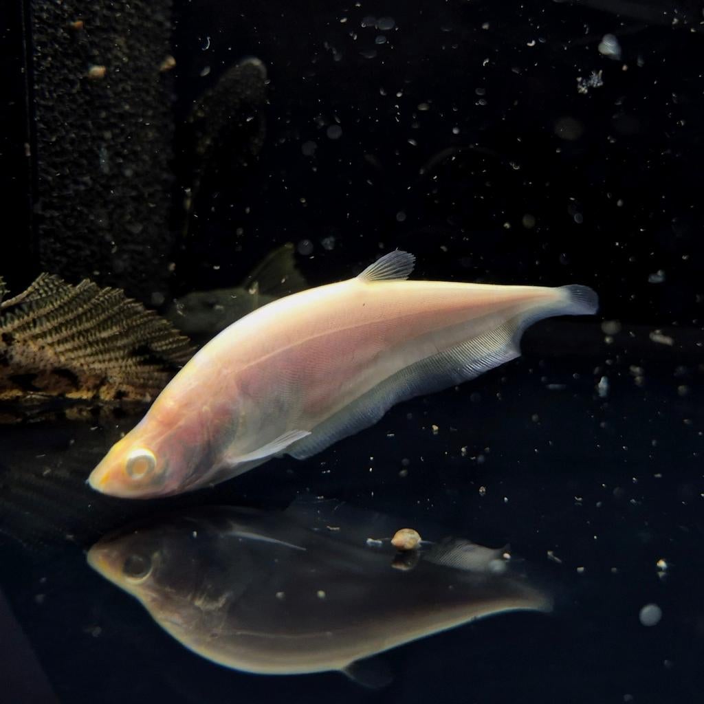 Albino mesvis chitala ornata, Vis