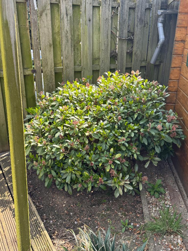 Grote Japanse Skimmia, Vaste plant, Halfschaduw, Lente, Ophalen
