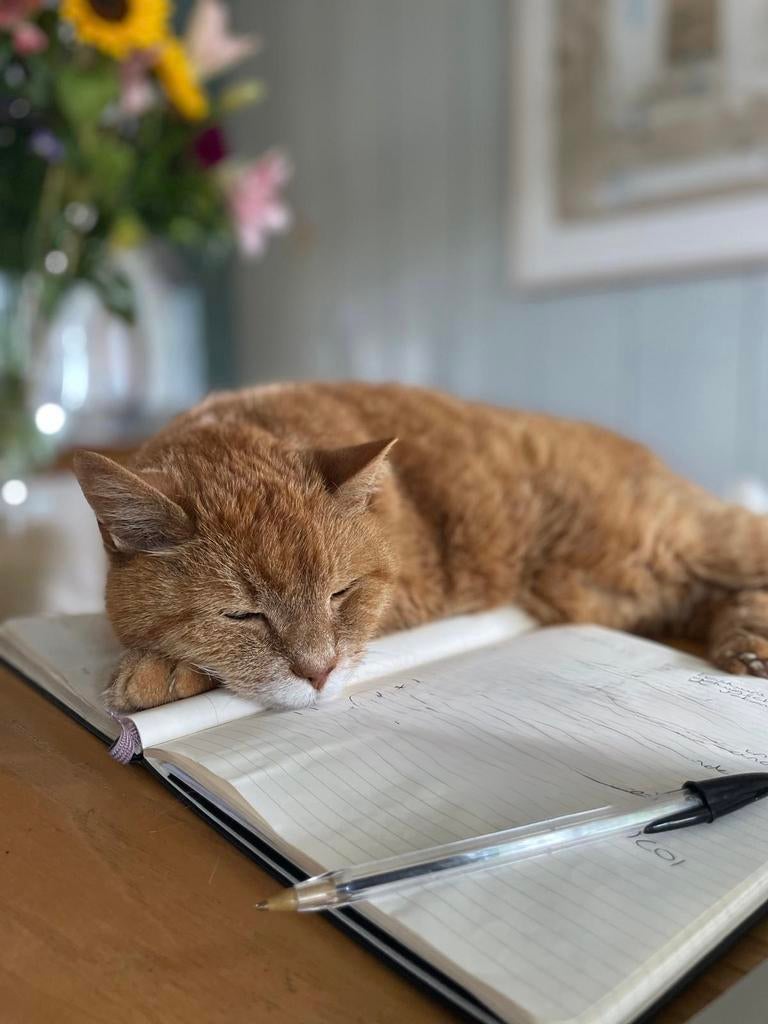 Voeding voor de kat (Hills Kidney and Mobility), Dieren en Toebehoren, Dierenvoeding, Ophalen of Verzenden, Kat