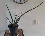 Sanseveria plant, Groene kamerplant, Ophalen, Overige soorten, Minder dan 100 cm