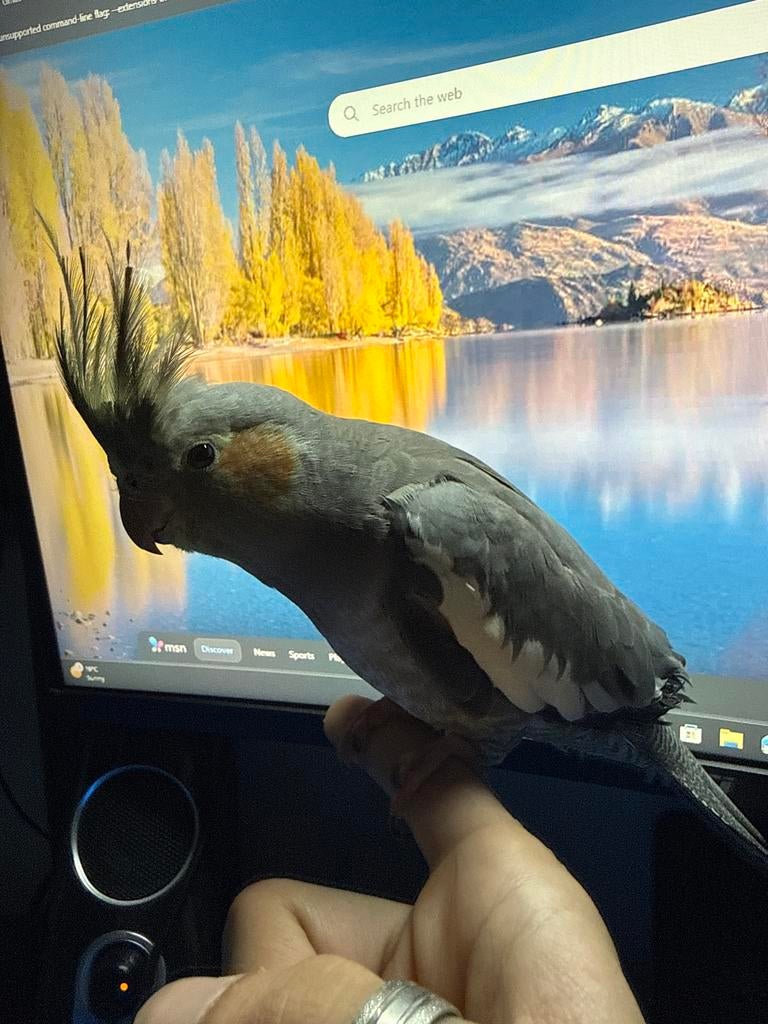 Valkparkiet te koop, Mannelijk, Parkiet, Tam