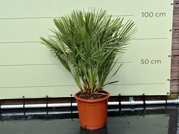 Palmboom - Chamaerops Humilis - stamhoogte 10 cm, Tuin en Terras, Planten | Bomen, Palmboom, 100 tot 250 cm, Halfschaduw, Zomer