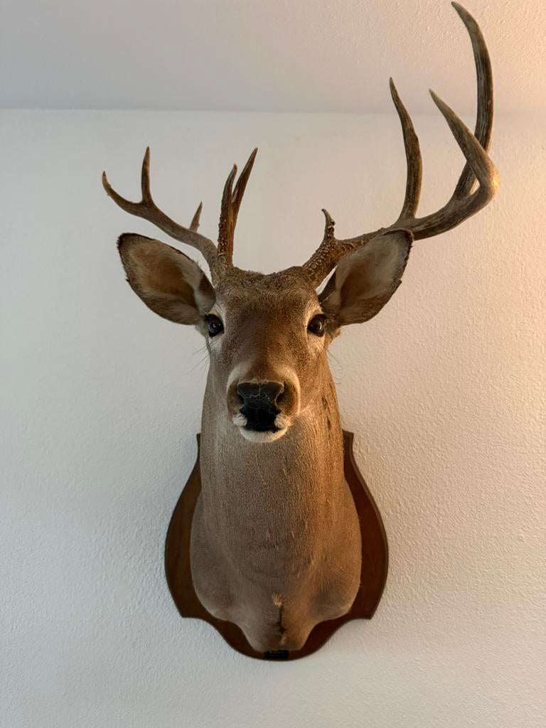 Hert, Ophalen of Verzenden, Zo goed als nieuw, Hert, Opgezet dier