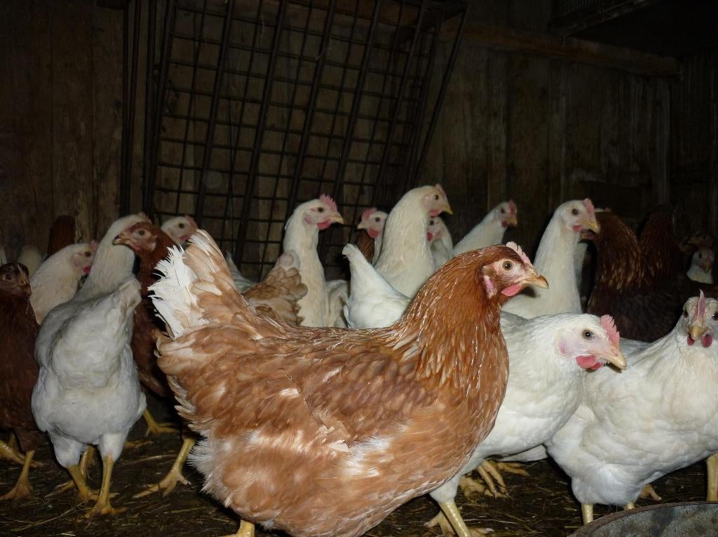 Legkippen te koop, Vrouwelijk, Kip