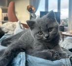 Britse Korthaar blauwe kittens, Meerdere dieren, Ontwormd