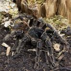 Lasiodora Parahybana, Vogelspin,  Tarantula, Spin of Schorpioen