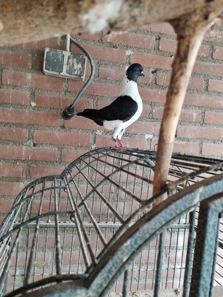 mooie sierduifjes, Dieren en Toebehoren, Vogels | Duiven, Meerdere dieren, Overige soorten