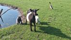 Geiten, Dieren en Toebehoren, Vrouwelijk, Geit