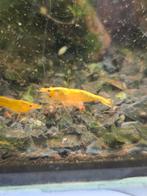 Crested Cream Neocaridina Garnalen, Dieren en Toebehoren, Kreeft, Krab of Garnaal, Zoetwatervis, Schoolvis