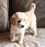 Maltipoo reutje speels en gezond., Poedel, Parvo, Reu, 8 tot 15 weken