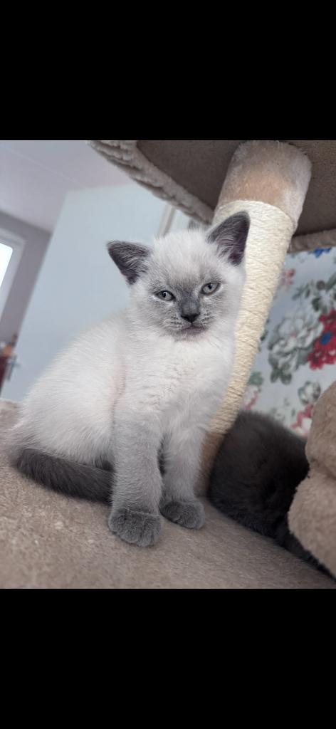 Kitten, Kater, 0 tot 2 jaar