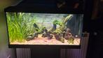 Juwel primo 110 liter aquarium., Dieren en Toebehoren, Vissen | Aquaria en Toebehoren, Ophalen, Zo goed als nieuw, Gevuld zoetwateraquarium