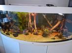 Compleet visbestand juwel vision 450, Ophalen, Gevuld zoetwateraquarium