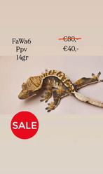Wimpergekko crested gecko SALE, Dieren en Toebehoren, Hagedis, Tam, 0 tot 2 jaar