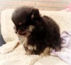 Mega schattige mini pomeranian puppy ️, Keeshond, Reu, 8 tot 15 weken, Eén hond