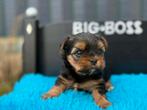 Yorkshire Terrier puppy black and tan mannetje, Yorkshire Terriër, Fokker | Hobbymatig, Reu, 8 tot 15 weken