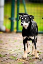 Misty klein medium teefje 4 maanden, Dieren en Toebehoren, Honden | Niet-rashonden, Particulier, Rabiës (hondsdolheid), 15 weken tot 1 jaar