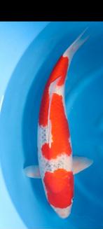 Mooie schone ghosiki ik schat hem op 60 cm., Dieren en Toebehoren, Karper of Koi