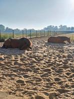 Plek op paddock paradise, 4 paarden of pony's of meer