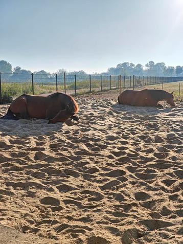 Plek op paddock paradise beschikbaar voor biedingen