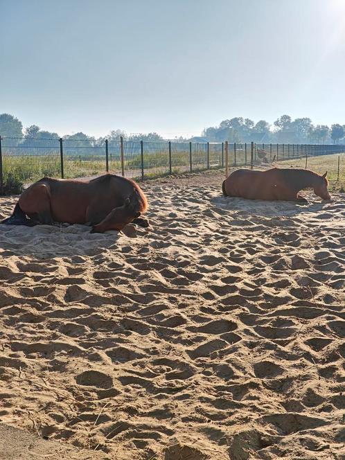 Plek op paddock paradise, Dieren en Toebehoren, Stalling en Weidegang, 4 paarden of pony's of meer