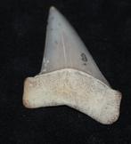 Haaientand shark tooth Hill, Verzamelen, Mineralen en Fossielen, Ophalen of Verzenden, Fossiel