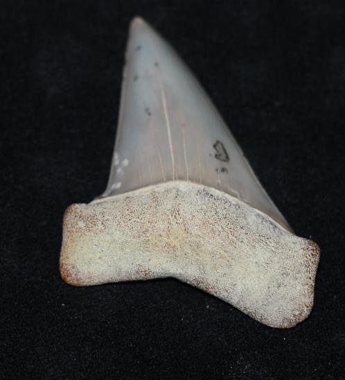 Haaientand shark tooth Hill, Verzamelen, Mineralen en Fossielen, Fossiel, Ophalen of Verzenden