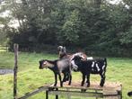 2 prachtige, lieve, speelse dwerggeit bokjes, Dieren en Toebehoren, Schapen, Geiten en Varkens, Mannelijk, Geit, 0 tot 2 jaar