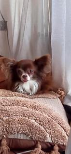 Fee wordt al vanaf 3 april, 6 jaar of ouder, Teef, Eén hond, Chihuahua