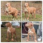 Xl bully, 15 weken tot 1 jaar, Overige rassen, Parvo, Meerdere