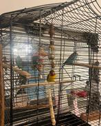 Vogels, Dieren en Toebehoren, Vogels | Overige Vogels, Meerdere dieren