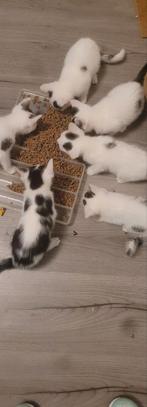 Kittens, Dieren en Toebehoren, Katten en Kittens | Overige Katten, Meerdere dieren