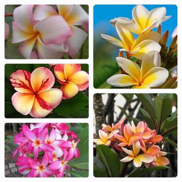 Plumeria / frangipani zaailingen  beschikbaar voor biedingen