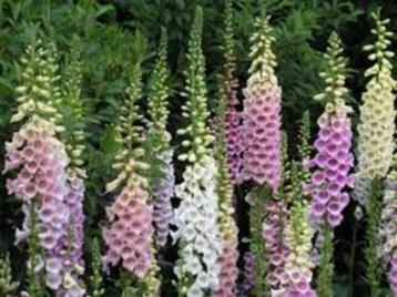 Digitalis purpurea (Vingerhoedskruid) beschikbaar voor biedingen
