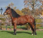 5 jarige forse merrie, B, 3 tot 6 jaar, Gechipt, Recreatiepony