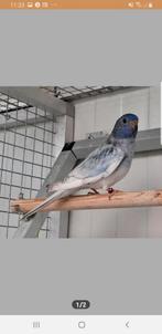 Gezocht koppel splendits, Meerdere dieren, Parkiet, Geringd