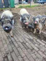 3 hangbuikzwijnen zoeken een goed huis, Meerdere dieren, Varken