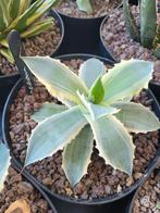 agave ikari raijin nishiki, Tuin en Terras, Planten | Tuinplanten, Ophalen of Verzenden, Overige soorten, Bloeit niet, Volle zon