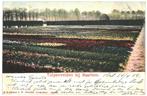 700236	Tulpenvelden bij Haarlem	1902	 	Gelopen met postzegel