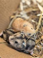 Handtamme dwerghamsters kinderen gewend, Dieren en Toebehoren, Knaagdieren, Hamster, Meerdere dieren, Tam, September