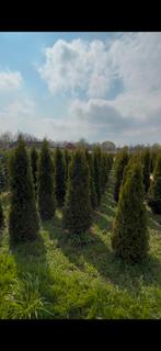 Coniferen thuja smaragd bomen, Halfschaduw, 250 tot 400 cm, Zomer, Overige soorten
