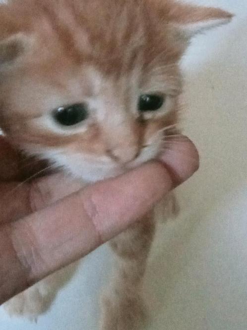 5 prachtige kitten te reserveren Euro korthaar x Britse kh, Dieren en Toebehoren, Katten en Kittens | Overige Katten, Kortharig