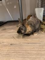 Dwerg konijntjes, Dieren en Toebehoren, Konijnen, Meerdere dieren, Dwerg, 0 tot 2 jaar