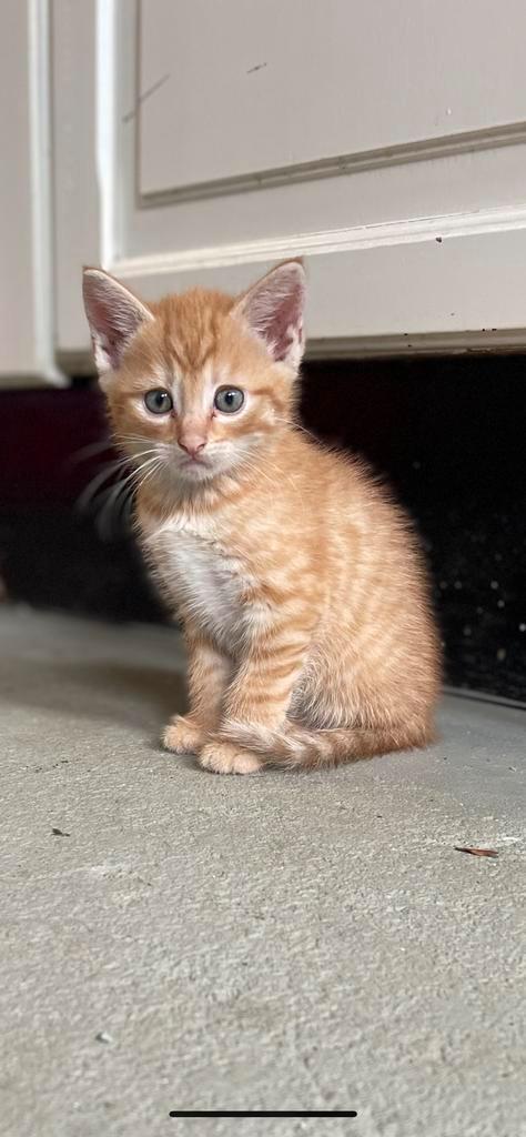 Super lieve kittens te koop, Dieren en Toebehoren, Katten en Kittens | Raskatten | Korthaar, Meerdere dieren, 0 tot 2 jaar, Ontwormd